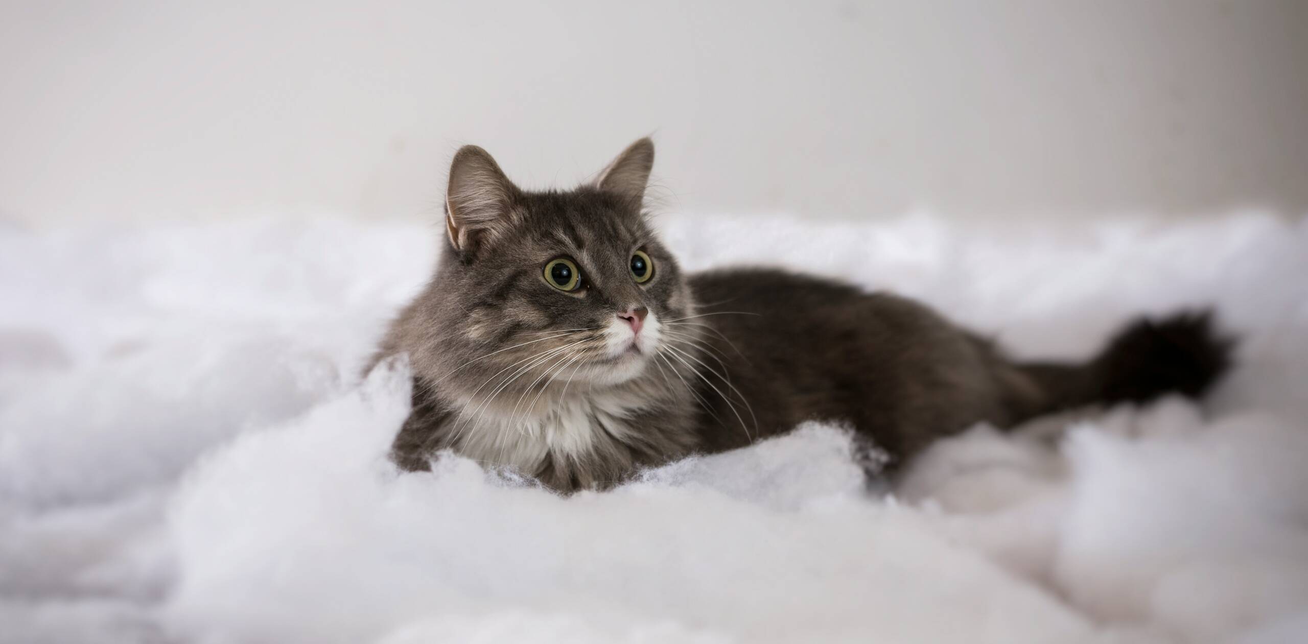 Main-Coon-Katze-auf-weisser-Watte