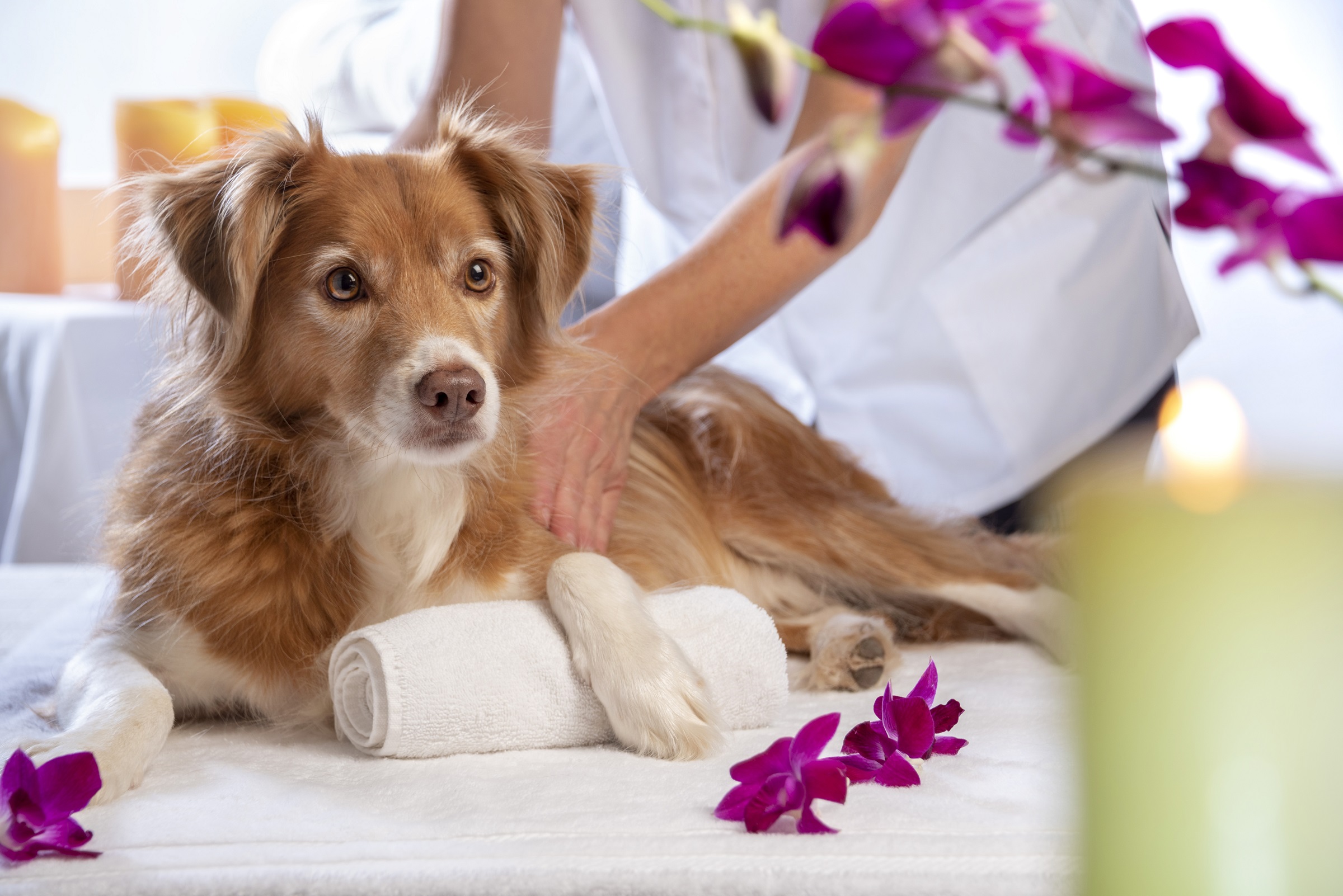 Horizontales-Foto-eines-Hundes-der-eine-Wellness-Behandlung-genießt-Er-erhält-eine-entspannende-Tiefengewebemassage-umgeben-von-Luxus-DerHund-ist-ein-Nova-Scotia-Duck-Tolling-Retriever