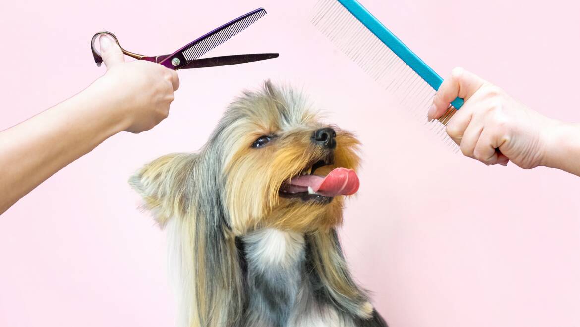 Pflege für den Hund
