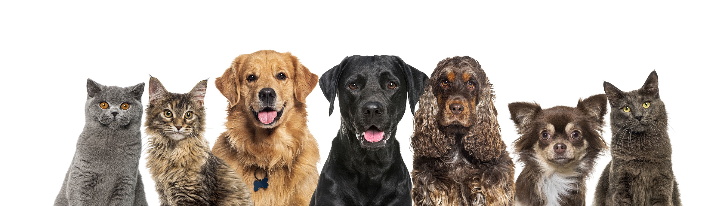 Heads of happy cats and dogs of various sizes and breeds lined up on a large banne and looking at the camera, isolated on white Koepfe-von-gluecklichen-Katzen-und-Hunden-verschiedener-Groessen-und-Rassen-aufgereiht-auf-einer-grossen-Schale-und-in-die-Kamera-blickend