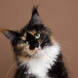 katze-1.jpg