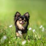 kleiner_hund-1.jpg