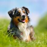 mittlerer_hund-1.jpg