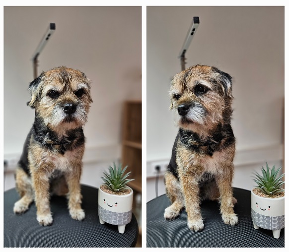 BORDER_TERRIER_PACO