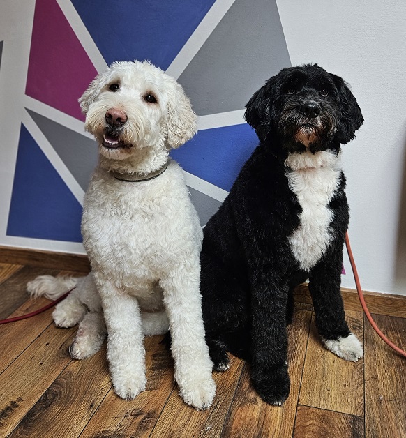 Portugisische_Wasserhunde