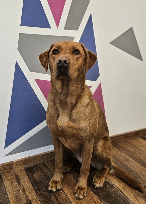 Blindenführhund-Charly