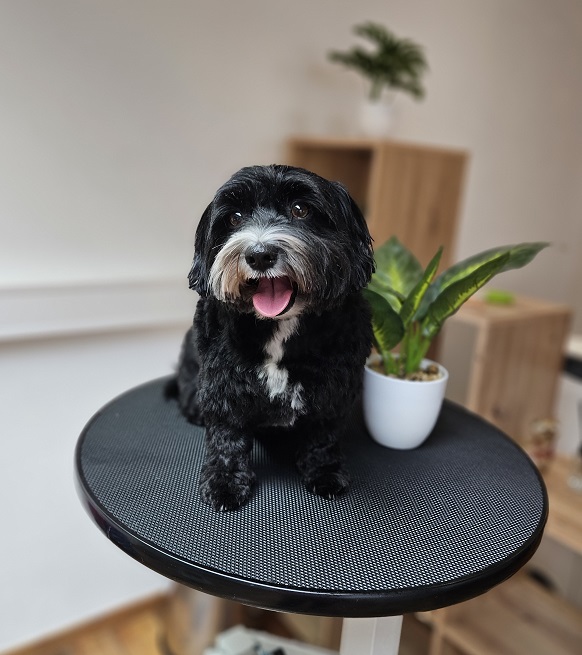 Havaneser Hündin Elli