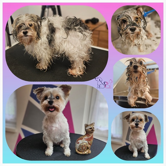 Biewer-Terrier-Chicka