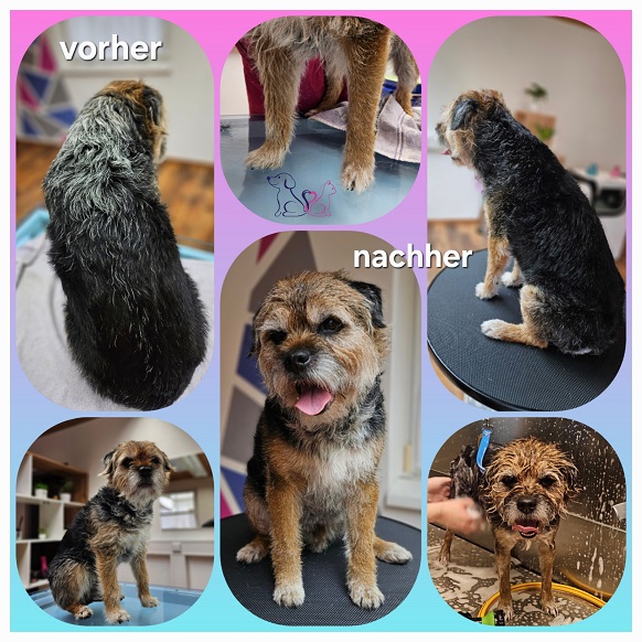 Border-Terrier-Paco