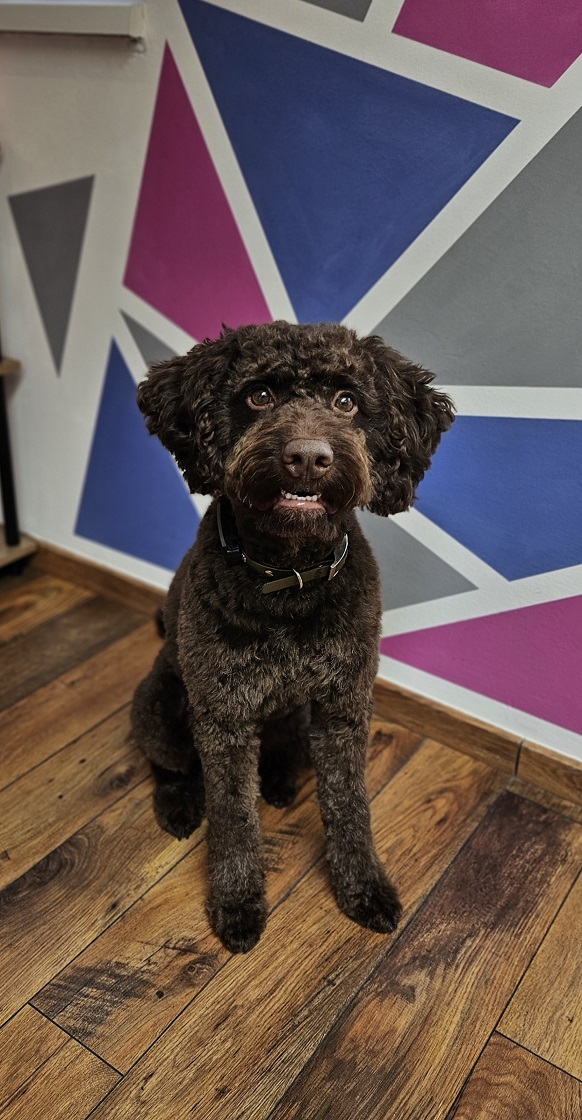 Lagotto-Gustl