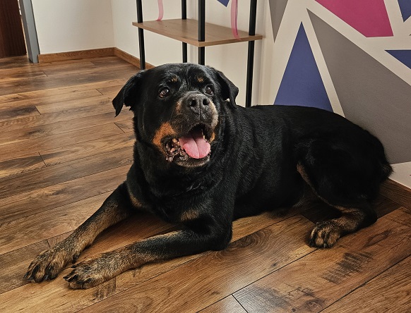 Rottweiler-Gerti