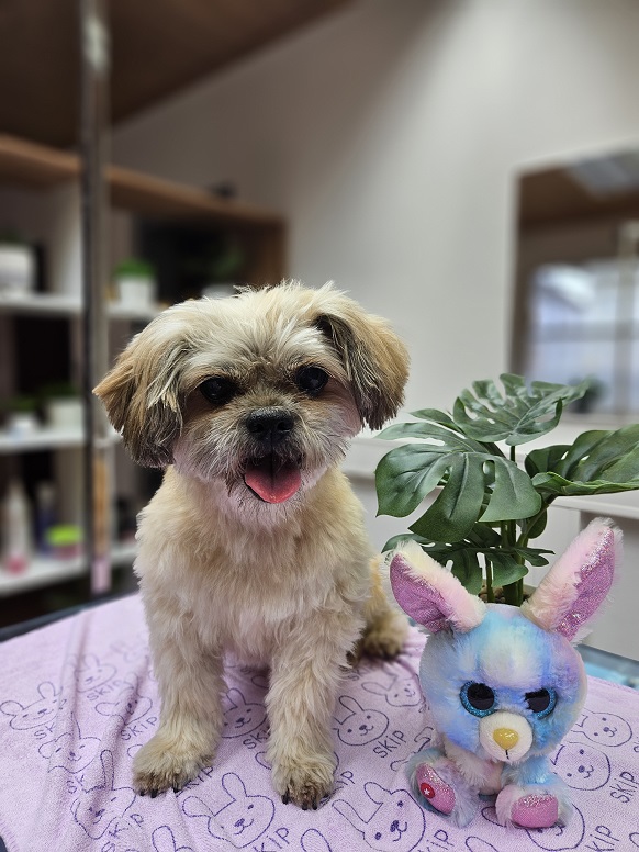 Shih-Tzu-Angie